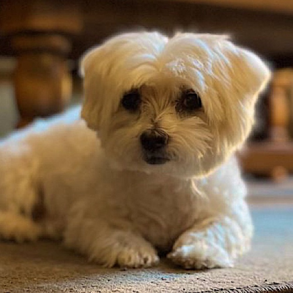 Meet your Posher, Aquiles